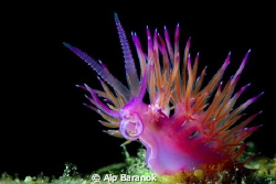Flabellina from Bodrum/Turkey by Alp Baranok 